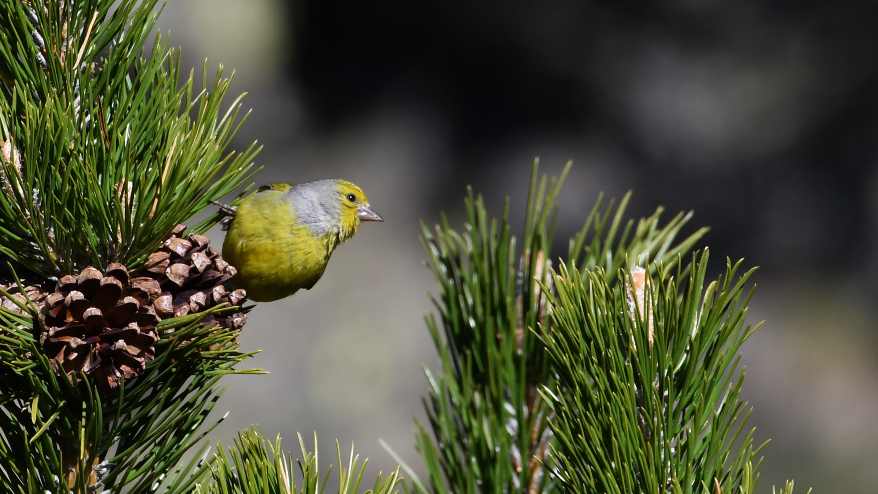 Citril Finch